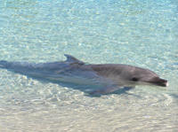 Tangalooma Resort Moreton Island Day Cruise with Optional Dolphin Feeding