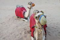 Safari por los desiertos de Dubái en 4x4