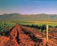 Hunter Valley Wine Tasting Day Tour from Sydney