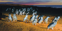 Isla Phillip: excursión desde Melbourne para ver pingüinos, koalas y canguros