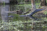 Small-Group Swamp Boat Tour of Cajun Country from New Orleans