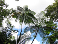 St Lucia Rainforest Walk