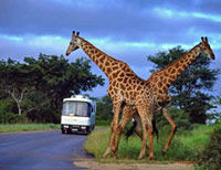 Aquila Game Reserve Wildlife Safari from Cape Town