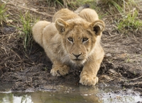 Safari de 3 días en el Parque Kruger