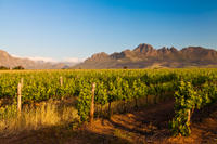 Stellenbosch Wine Tour from Cape Town