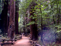 Muir Woods and Wine Country Tour