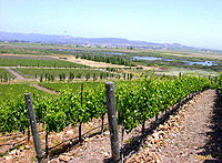 Napa and Sonoma Wine Tour from San Francisco