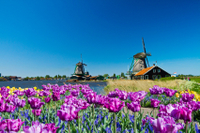 Molinos de Zaanse Schans, Marken y Volendam: excursión de medio día desde Ámsterdam