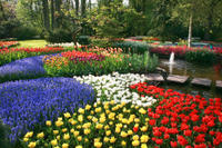 Visita a Keukenhof Gardens y Tulip Fields desde Ámsterdam