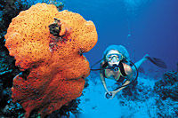 2-Tank Dive Trip from Nassau