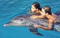 Nuevo Vallarta Dolphin Encounter