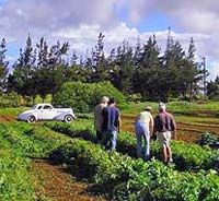 Private Tour: Big Island Organic Farms & Merriman