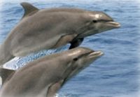 Clearwater Beach Day Trip from Orlando with Dolphin Encounter Cruise