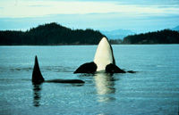 Vancouver Whale-Watching Tour