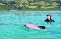 Akaroa Swim with Dolphins Tour from Christchurch