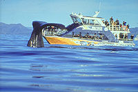 Kaikoura Whale Watch Day Tour from Christchurch