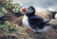 Whale Safari and Puffin Island Tour from Reykjavik