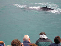 Whale Watching and Blue Lagoon Direct and Keflavik Airport