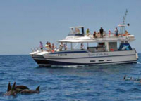 Dolphin and Whale Cruise