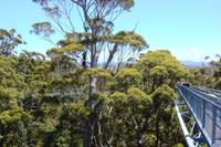 Valley of the Giants and Tree Top Walk Day Tour from Perth