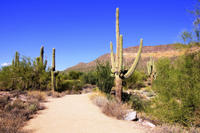 U-Drive Desert Car Tour in the Sonoran Desert