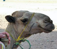 Private Camel Safari with Optional Bedouin Dinner