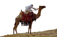 Private Camel Safari with Optional Bedouin Dinner