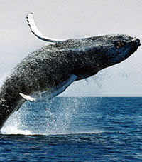 Boston Whale Watching Cruise