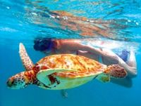 Akumal Bay and Yal Ku Lagoon Snorkel and Sea Turtle Adventure