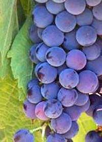 Independent Wine Tasting in La Rioja