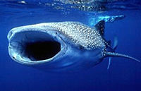 Mexican Whale Shark Snorkel Adventure