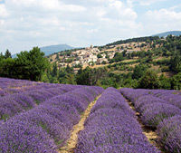 Provence Lavender Small Group Half-Day Trip