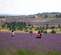 Small Group Provence and Lavender Museum Day Trip from Avignon