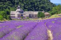 Small Group Provence and Lavender Museum Day Trip from Avignon