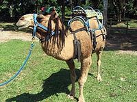 Camel Ride and Plantation Tour