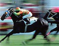 Horse Racing at the Hong Kong Jockey Club Happy Valley