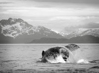Juneau Whale Watching Adventure with Optional Mendenhall Glacier Tour