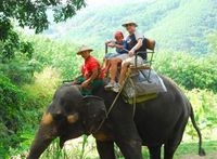 One-Hour Elephant Jungle Trek from Phuket