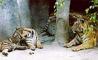 Tiger Zoo Tour from Pattaya including Lunch
