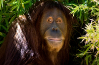 Singapore Zoo Morning Tour with optional Jungle Breakfast amongst Orangutans
