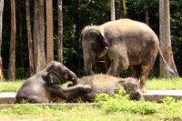 Excursión privada a un santuario de elefantes huérfanos desde Kuala Lumpur