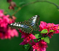 Private Tour: Kuala Lumpur Nature In The City Morning Tour including Butterfly Park