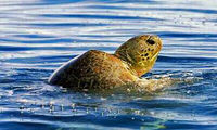 Satang Island Turtle Conservation and Snorkeling Day Trip from Kuching