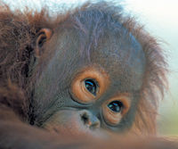 Semenggok Orangutan Rehabilitation Centre Tour from Kuching