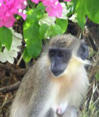 Touch of Barbados Splendor and Wildlife Reserve Tour