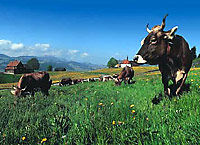 Switzerland Countryside and Traditions Tour from Zurich