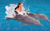 Cancun Dolphin Royal Swim