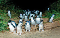 Phillip Island Ultimate Penguin Eco Tour or Skybox Experience