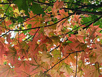 Fall Foliage Spectacular Tour from Boston
