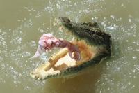 Darwin Jumping Crocodiles Cruise on Adelaide River
